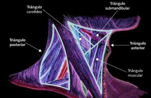 partes-del-cuello-1