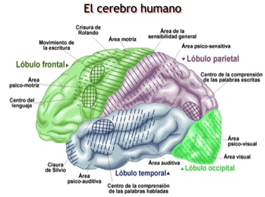 Resultado de imagen para vista lateral izquierda del cerebro
