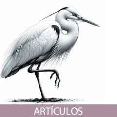 A vueltas con Rohai y su origen