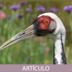 El Boxeo de la Grulla Blanca