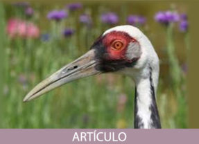 El Boxeo de la Grulla Blanca