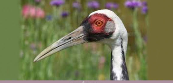 El Boxeo de la Grulla Blanca