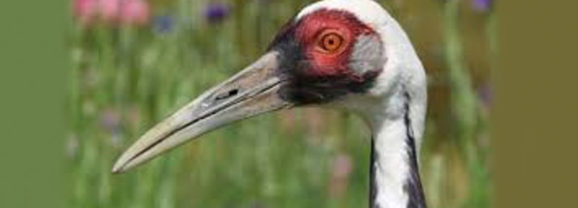 El Boxeo de la Grulla Blanca